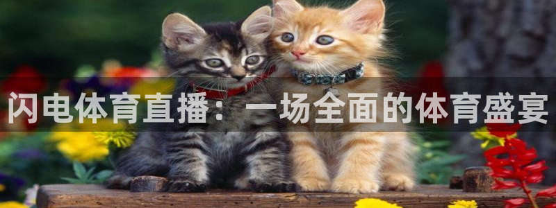 闪电体育直播：一场全面的体育盛宴