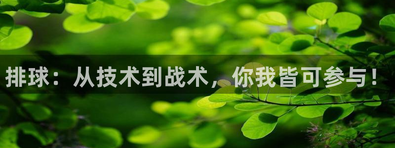 排球：从技术到战术，你我皆可参与！