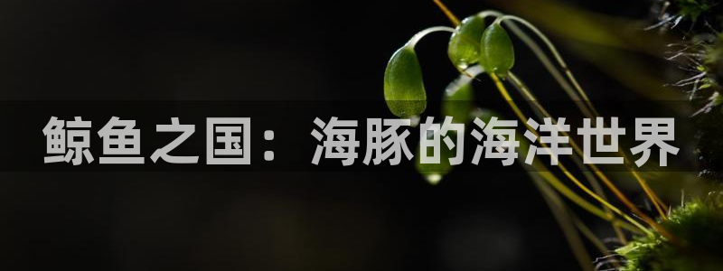 鲸鱼之国：海豚的海洋世界